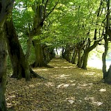 Area
