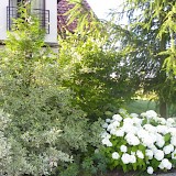 Romantic garden