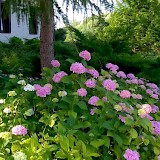 Romantic garden