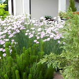 Romantic garden
