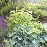 Romantic garden