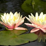 Romantic garden
