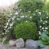 Romantic garden
