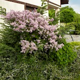 Romantic garden