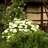 Romantic garden