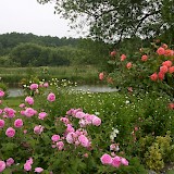 Romantic garden