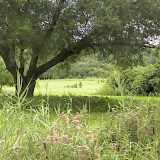 Romantic garden
