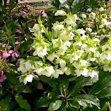 Romantic garden