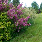 Romantic garden