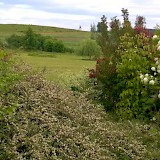 Romantic garden